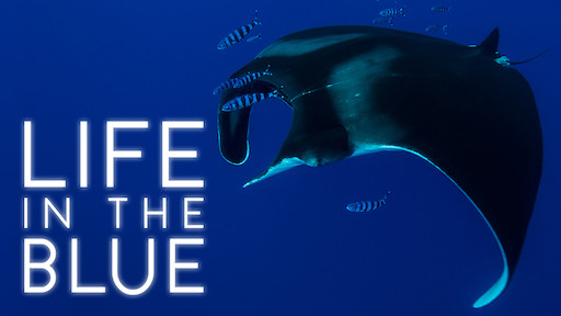 A Plastic Ocean | Netflix A Plastic Ocean | Netflix